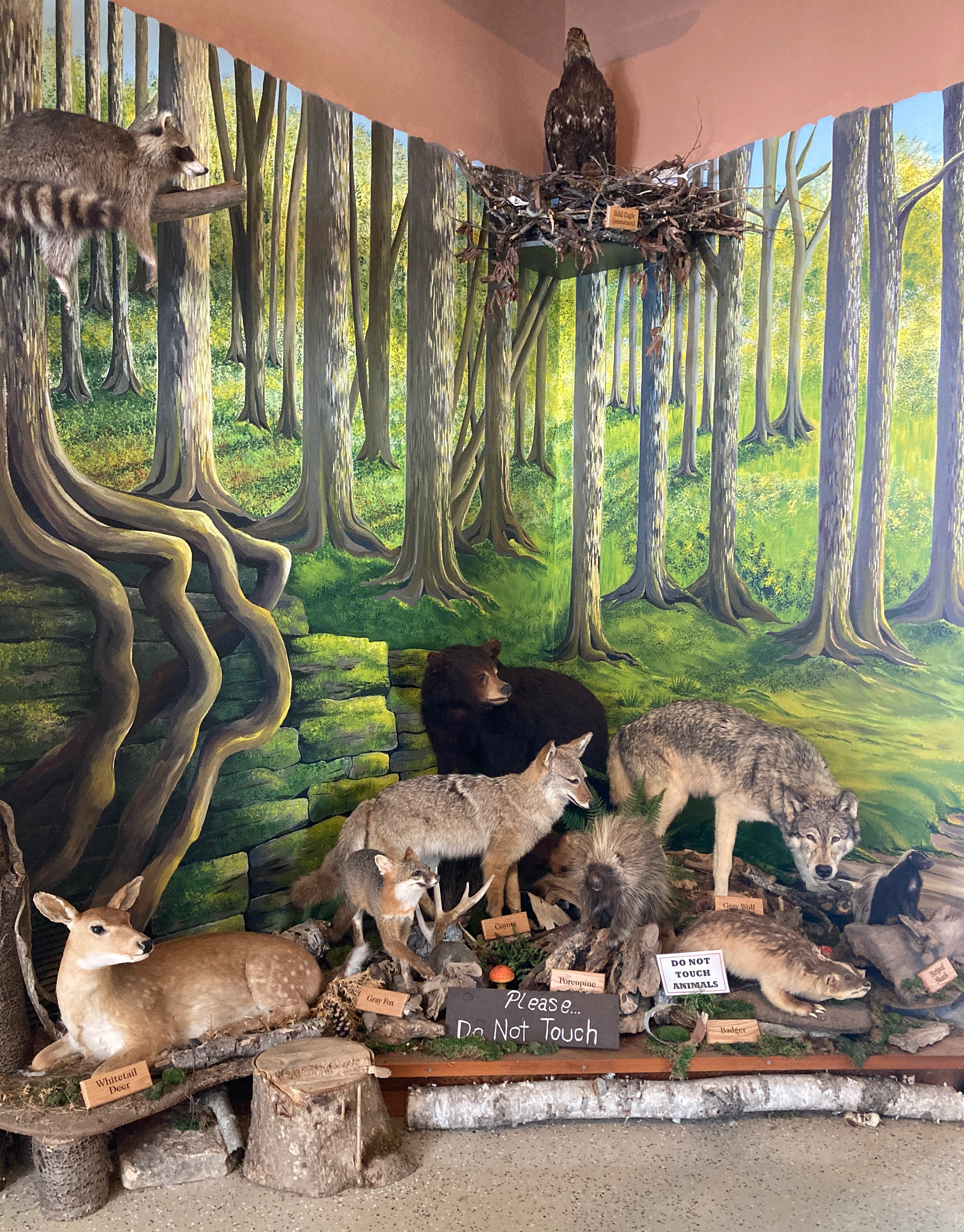 Taxidermy display of woodland animals and hunters like a wolf and black bear with a summer forest mural.
