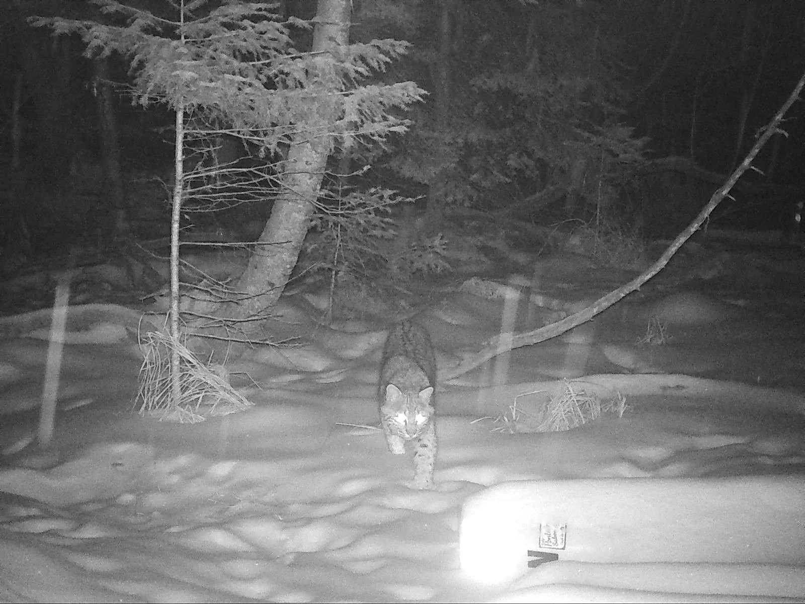 A bobcat walks through a snowy forest at night.