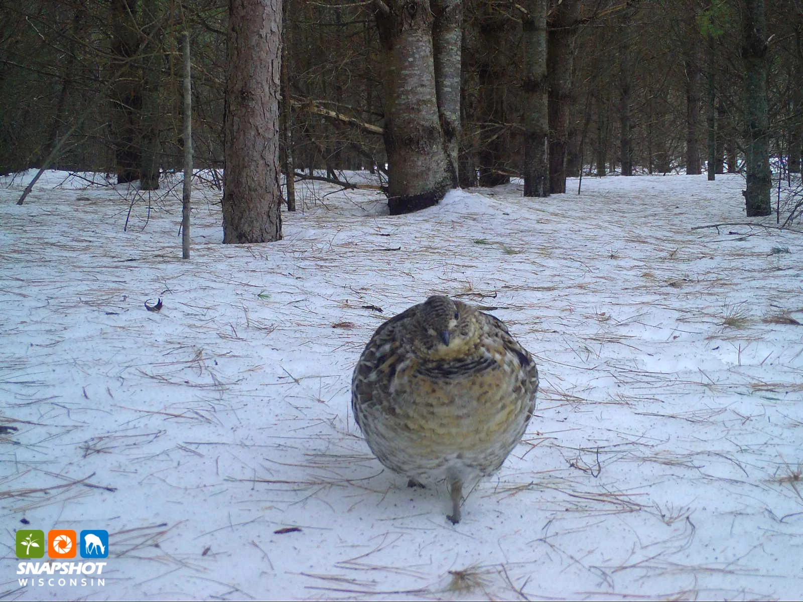 Vilas_Grouse_30262868.jpg