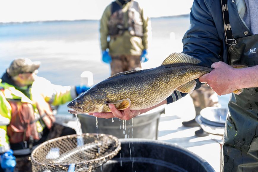 A person off-camera holds a freshly caught walleye dripping water over a bucket. Two individuals wearing life jackets and a lake are visible in the background.