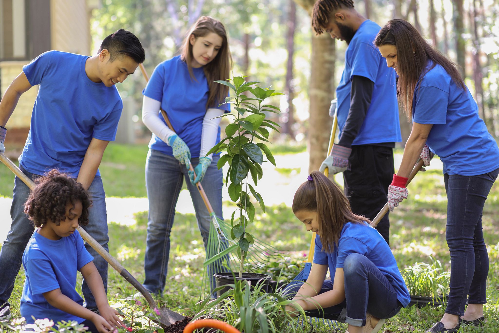 An image of people working on planting a tree outdoors.