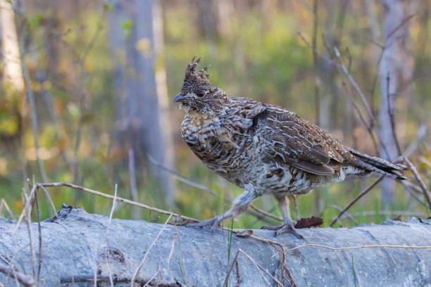 Ruffed Grouse Drumming Image.jpeg