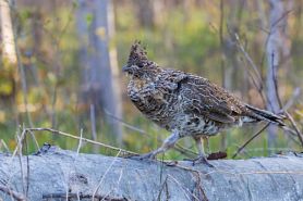 Ruffed Grouse Drumming Image.jpeg