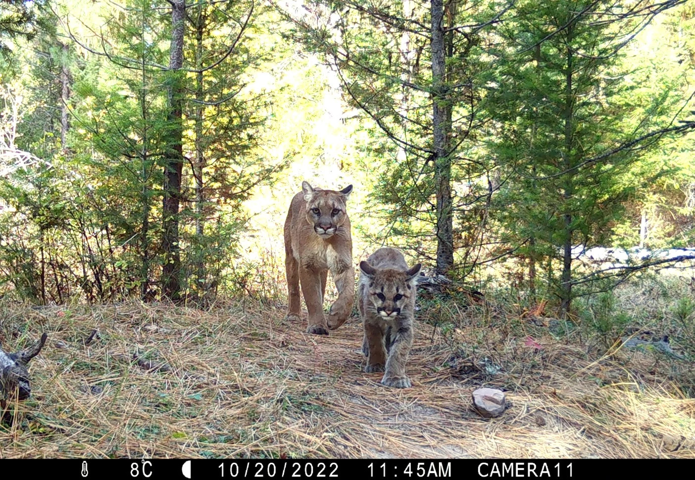 An adult puma and a juvenile puma walk through a forest.