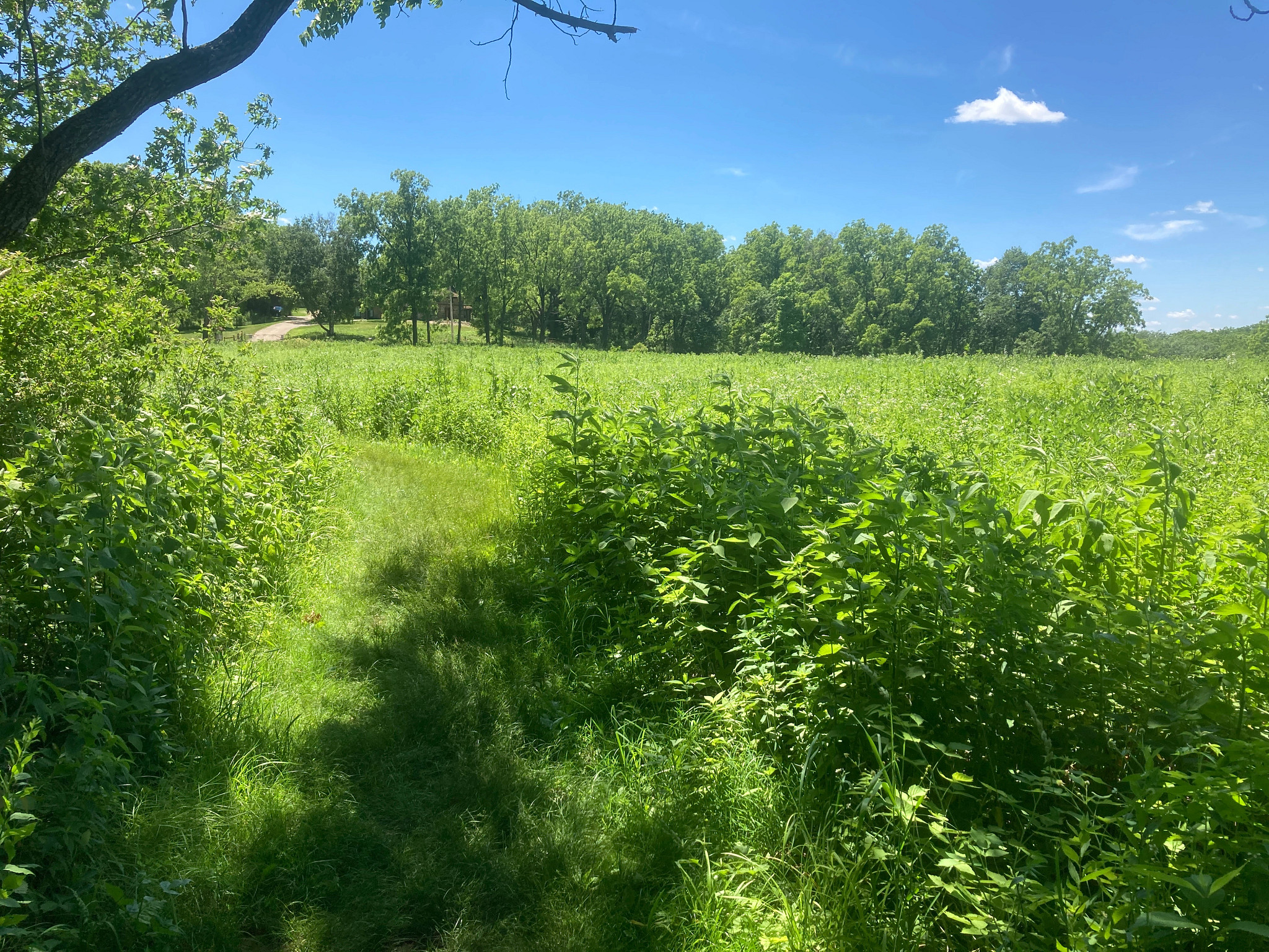 Walking a trail at Cross plains with a green prairie and bright blue sky.