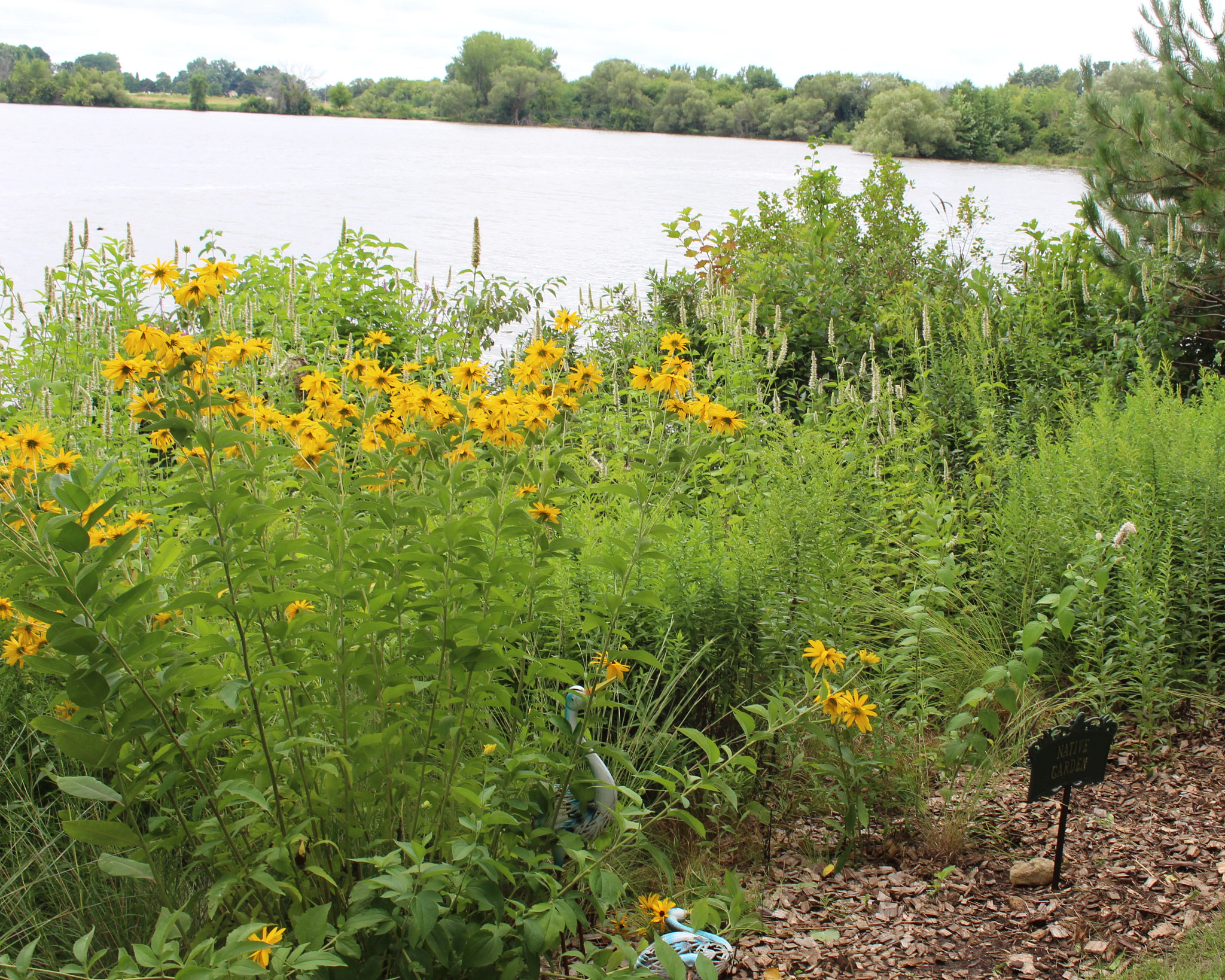 A shoreline looking out onto water, with natuve grasses and flowers blooming. 