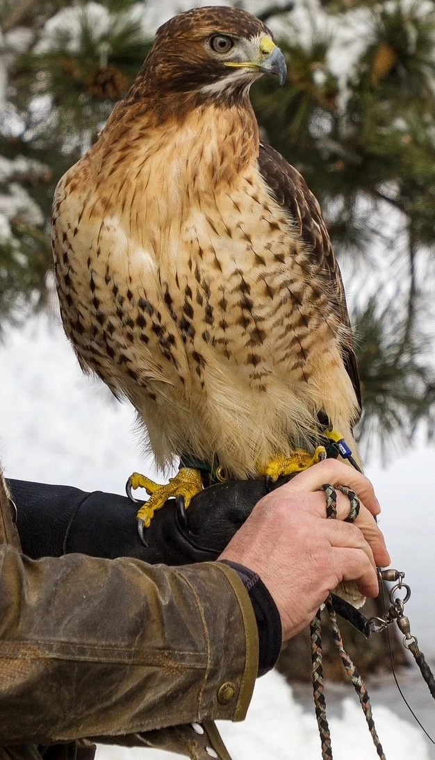 A hawk perched on a gloved hand with blurred snowy foliage in the background.