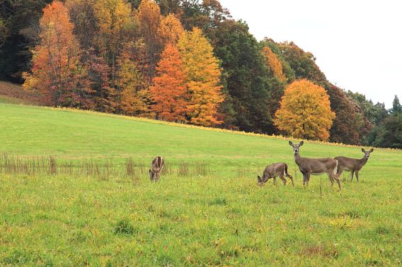 Several deer stand in a green field next to a wooded area displaying fall colors.