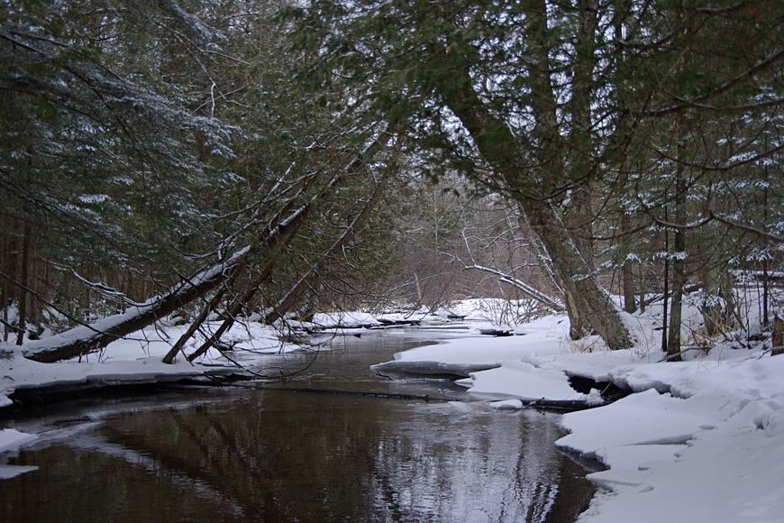 A small creek winds through a snow-covered forest.