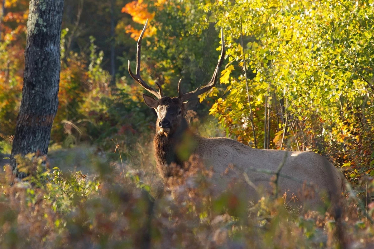 An bull elk stands among colorful autumn foliage, looking directly at the camera.