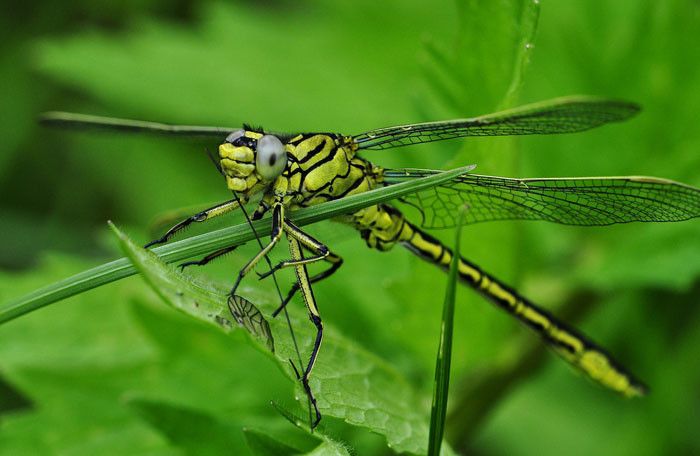 Nature Time – In Search of Dragonflies | Wisconsin DNR