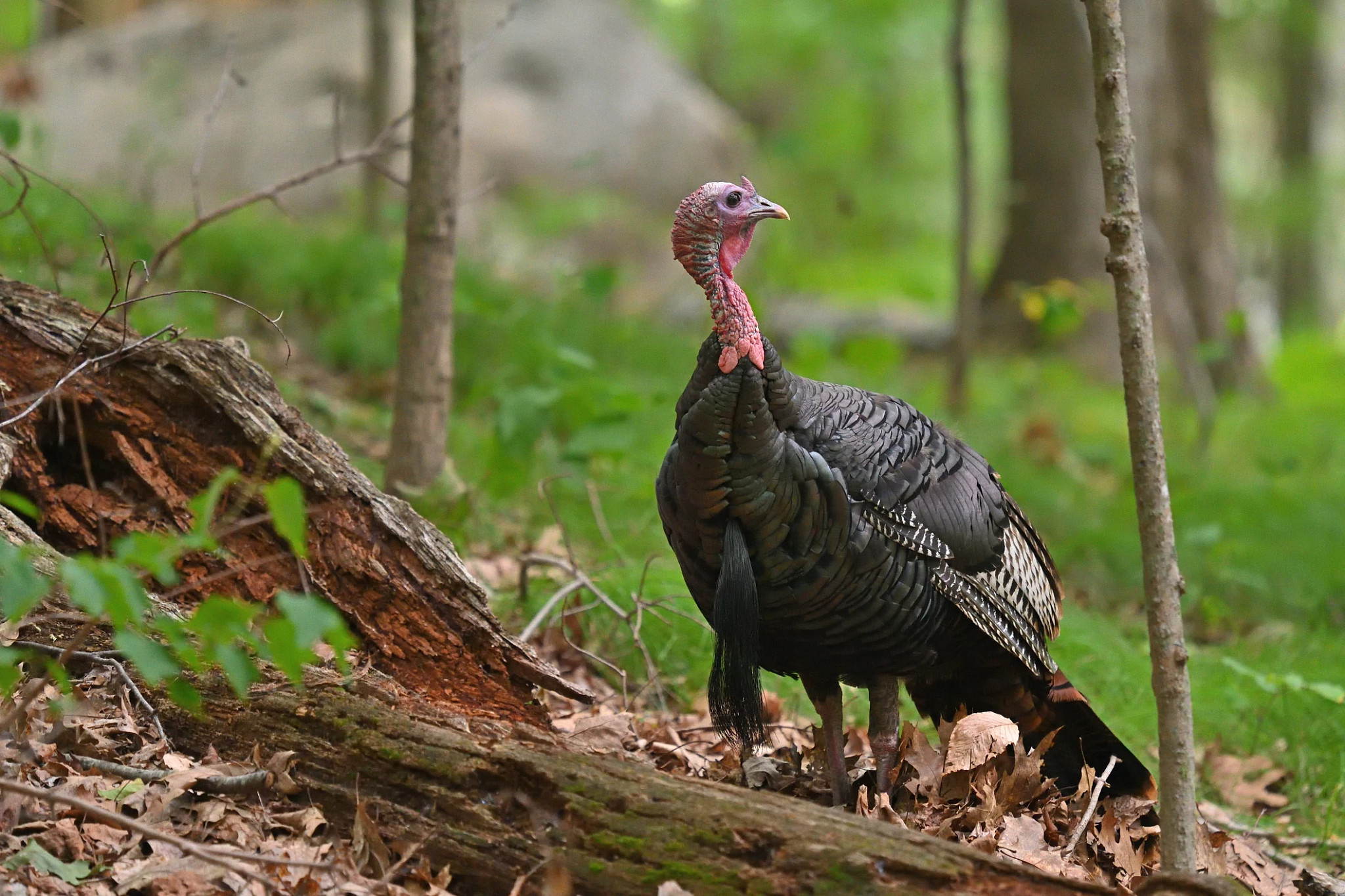Male wild turkey in deep woods, looking over shoulder, with a boulder in the background.