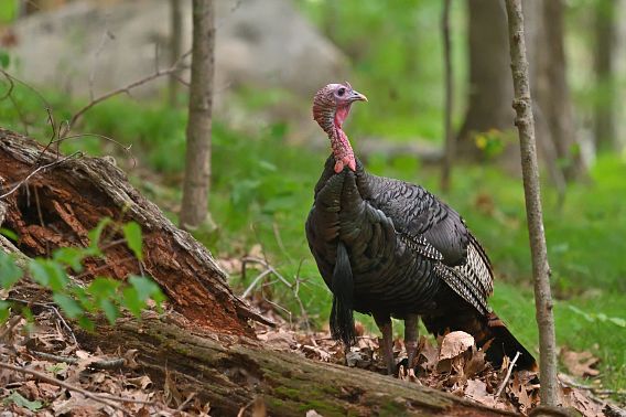 A male wild turkey in deep woods, looking over its shoulder, with a boulder in the background