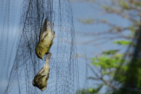 two birds in a mist net