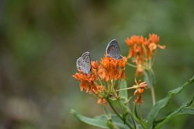 NH_IILE_KarnerBlue_2021_Weinzinger_DSC_0981.jpeg