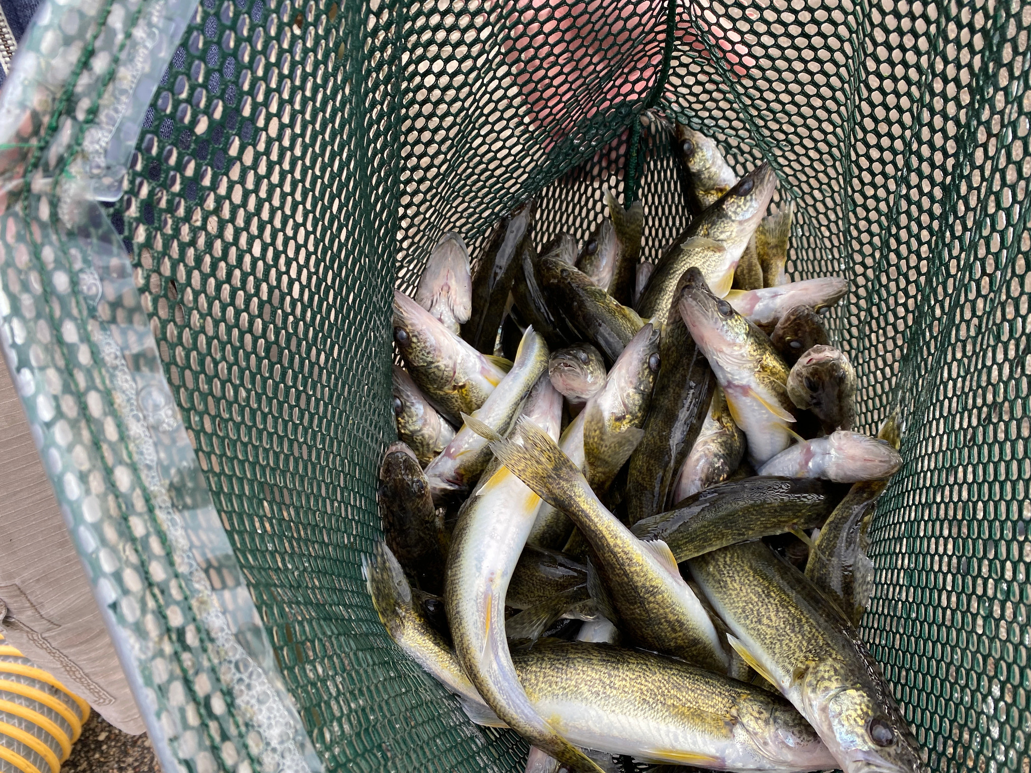 DNR Investigating Disproportionate Amount Of Stocked Female Walleye From  Two Hatcheries