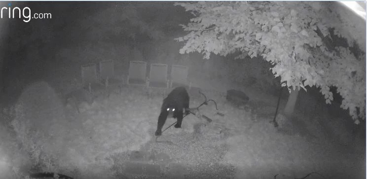 A photo of a bear trampling a shepherd's hook with a bird feeder on it shot by a Ring camera.