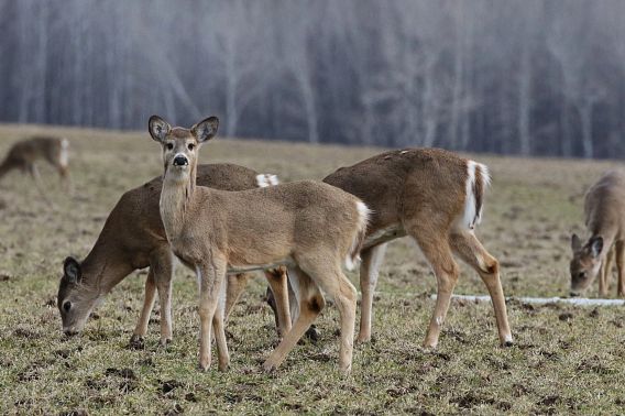 Several deer grazing in a field while one stares directly at the camera.