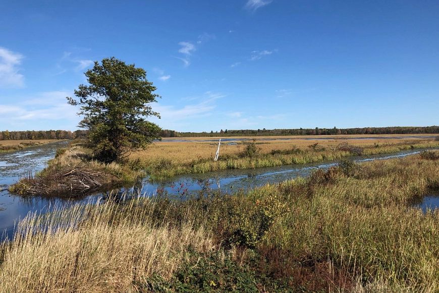 Gallagher Marsh at Sandhill State Wildlife Area showing a marshy habitat in the fall with lots of vegetation, a tree and waterway.