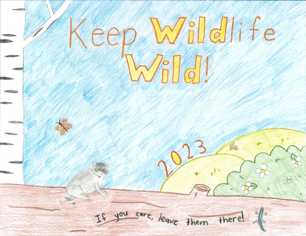 Fourth-grader Elsa Wright of Suamico drew this picture of a raccoon and lizard on a tree branch, winning her first place in her grade in the 2023 Keep Wildlife Wild poster contest.