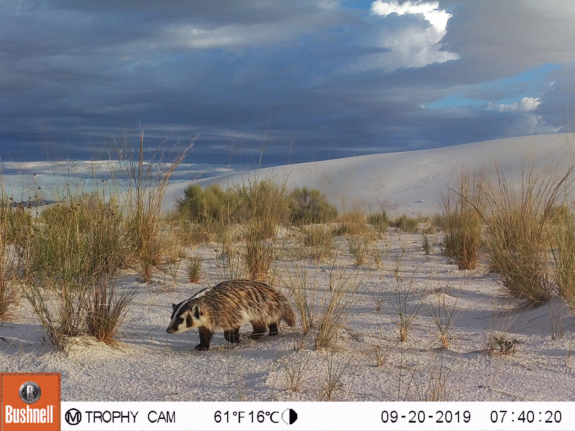 A badger walks through sparse grasses with white sand dunes and a dark, stormy sky in the background.