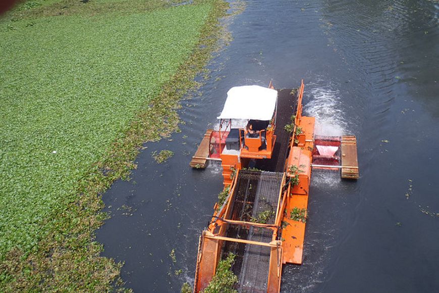 An aquatic plant harvester at work in a waterway.