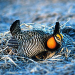 A male greater prairie-chicken on a nest.