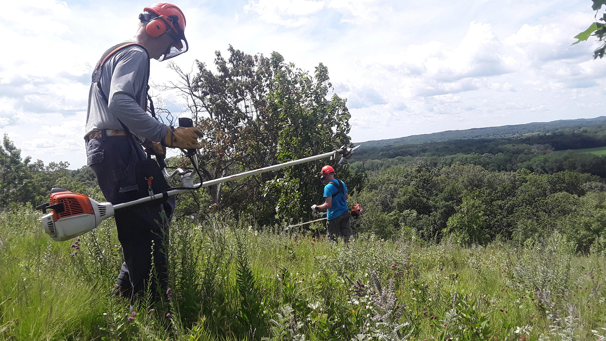 two men wear safety gear as they use weed wackers to cut back invasive species on a hillside
