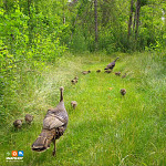 turkey_sawyer_2928945sq.jpg