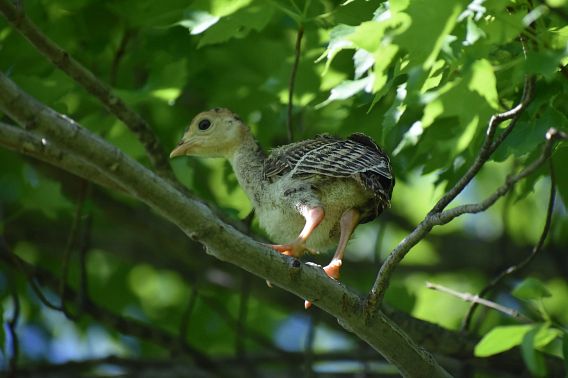 turkey poult