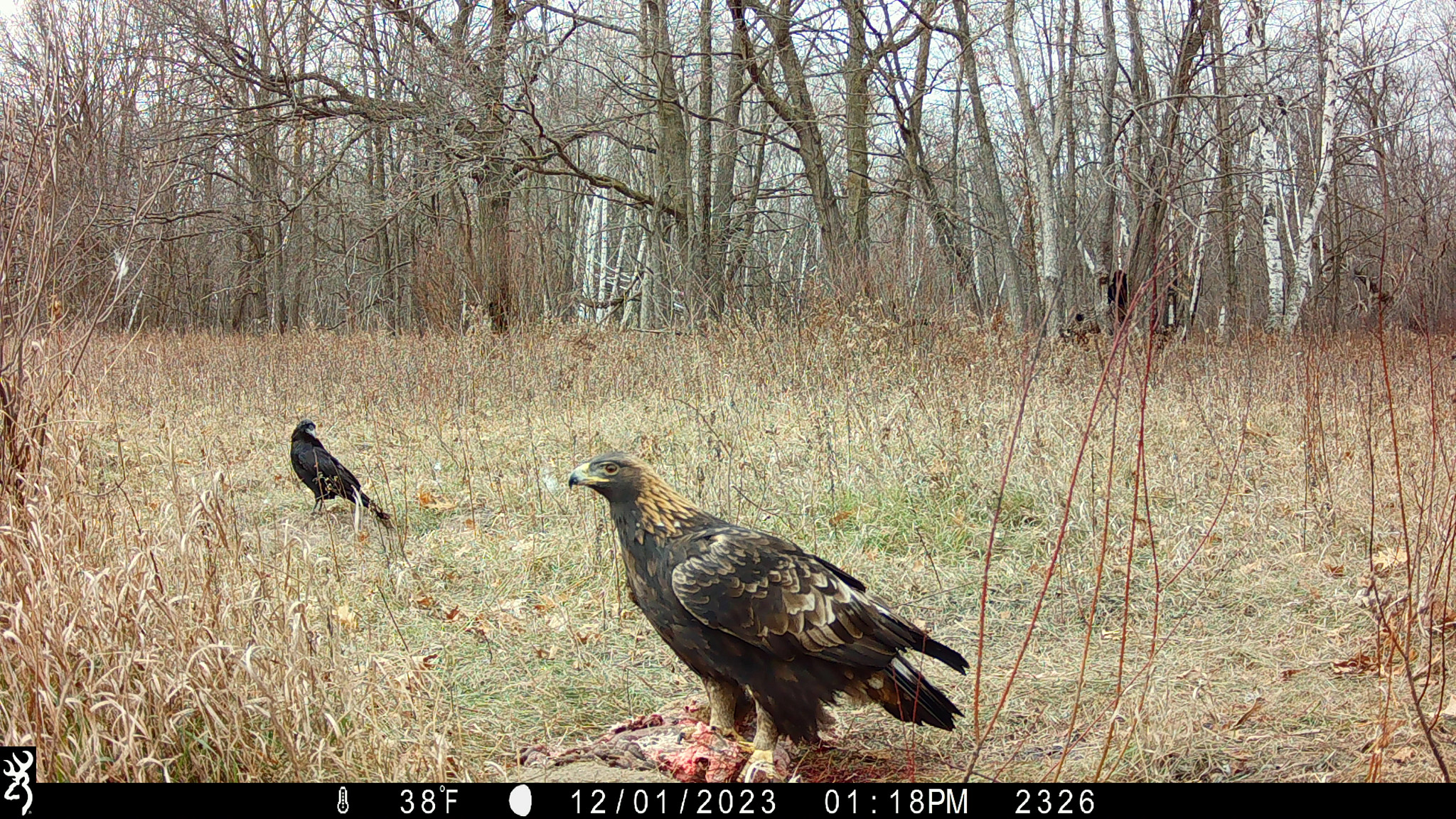 A golden eagle stands on an animal carcass in a clearing.