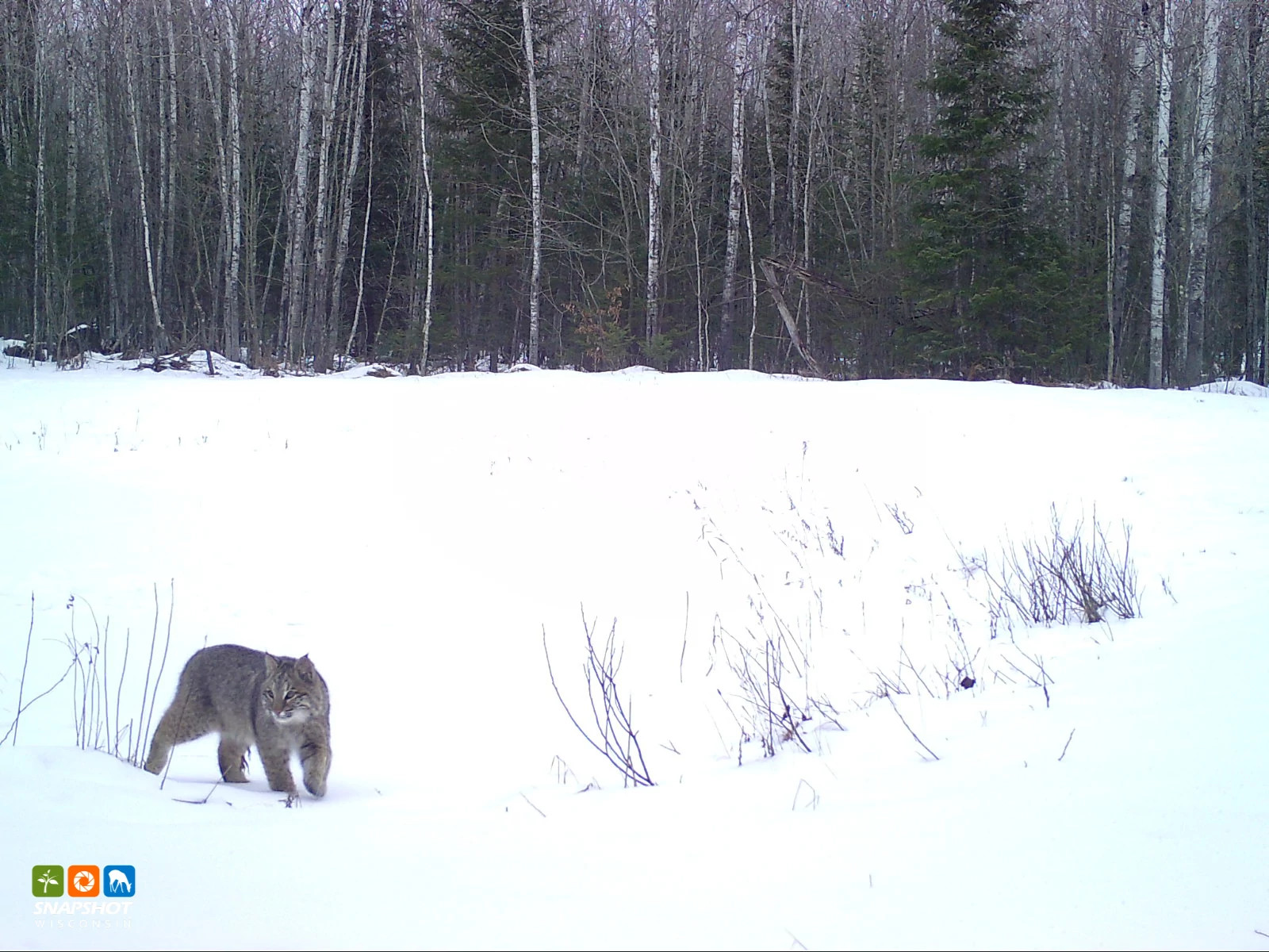 Bobcat_Marinette_8461382.jpg