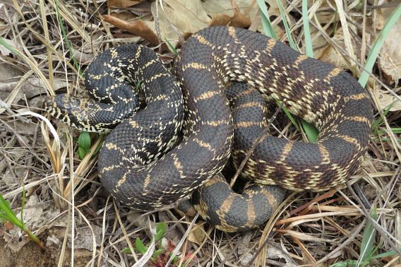 A gophersnake laying in dried vegetation