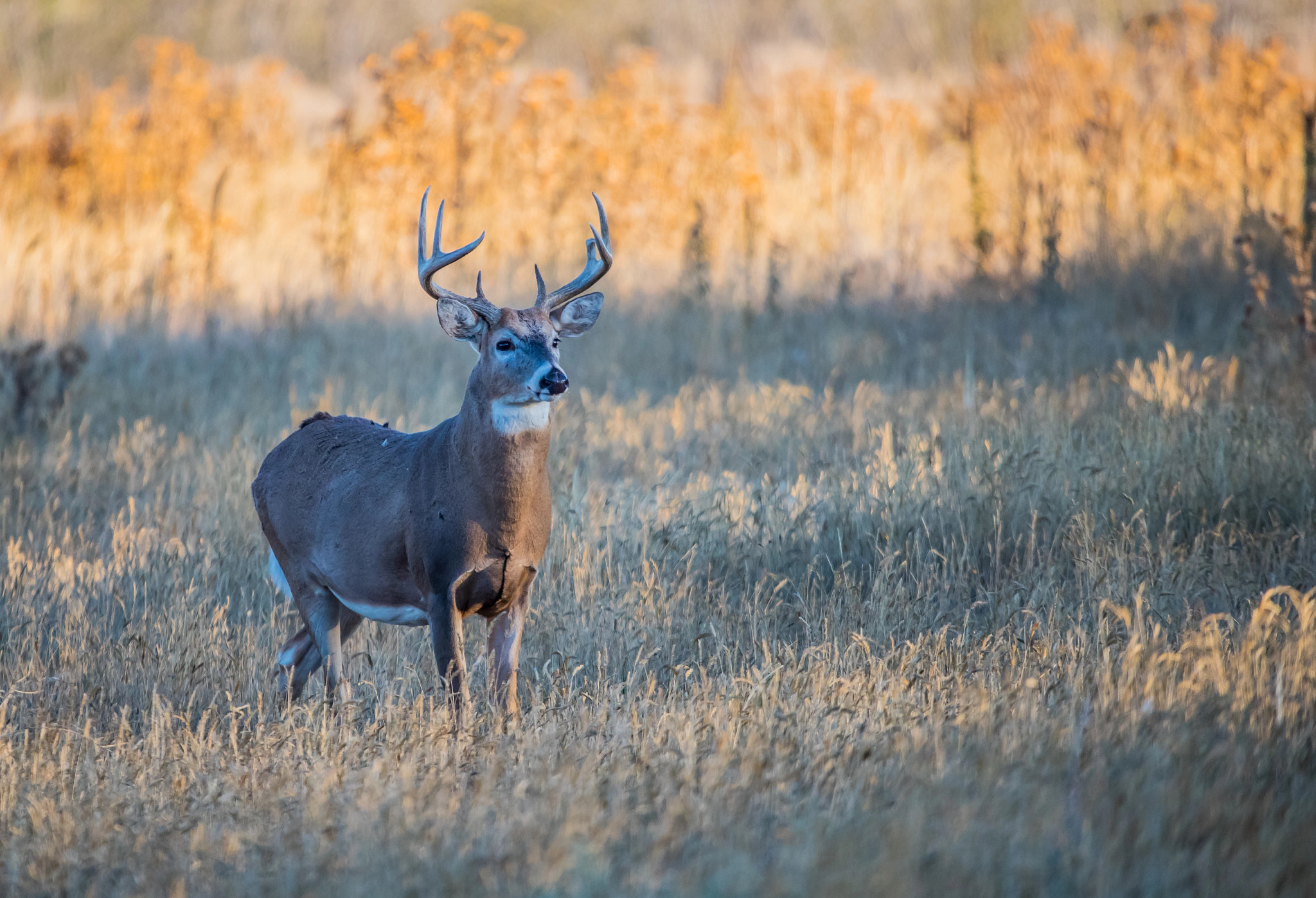 majestic buck standing in empty crop field
