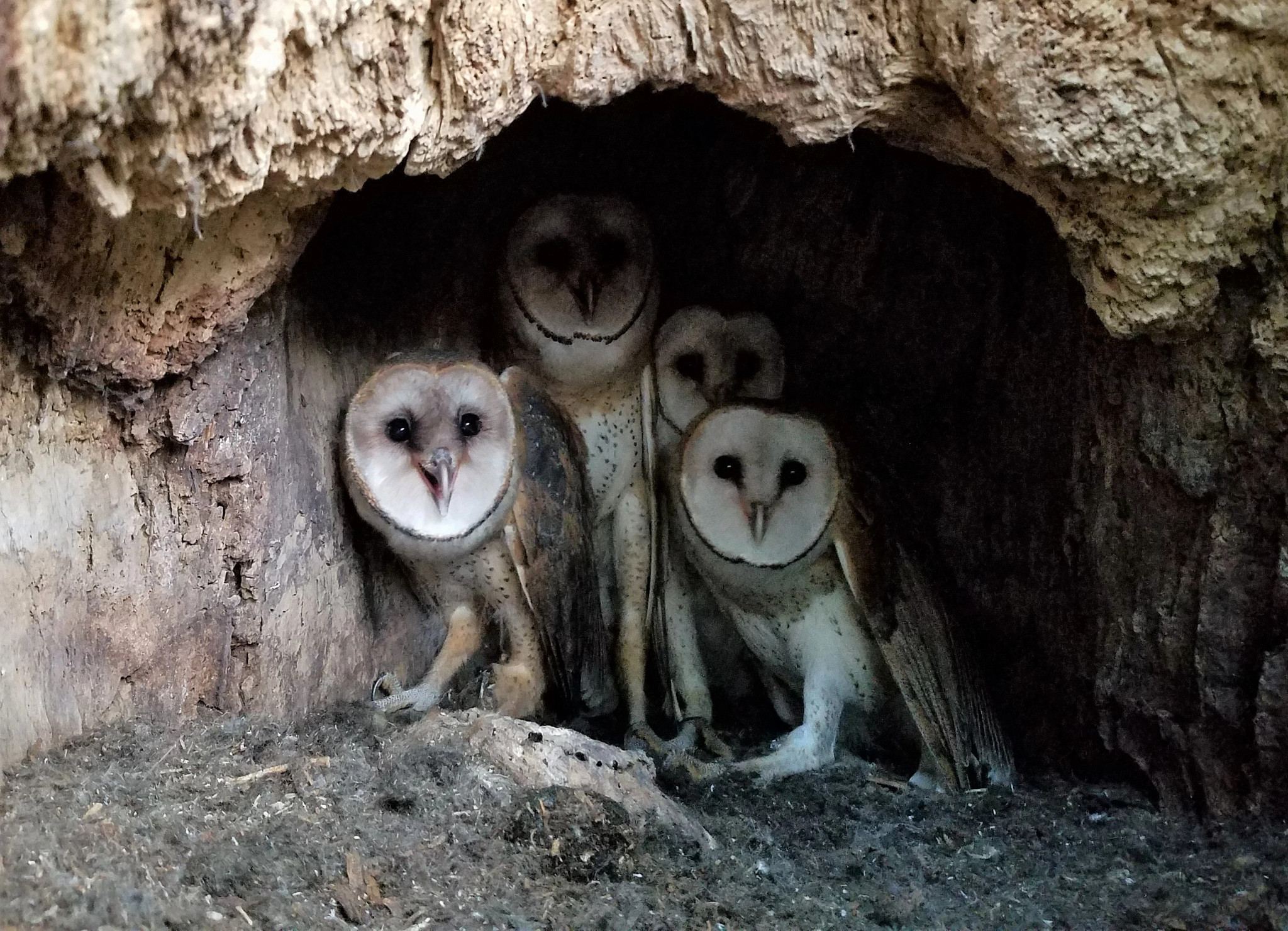 First Barn Owl Nest Documented In Wisconsin In 20+ Years | Wisconsin DNR
