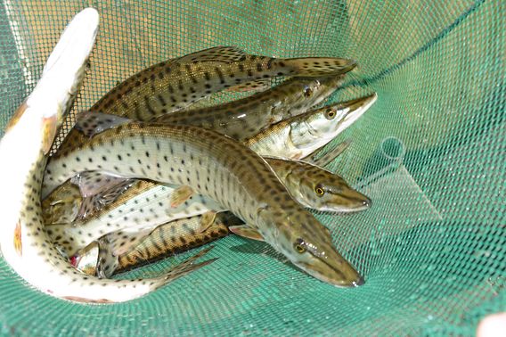 Six spotted muskellunge fingerlings in a net at Wild Rose Fish Hatchery.