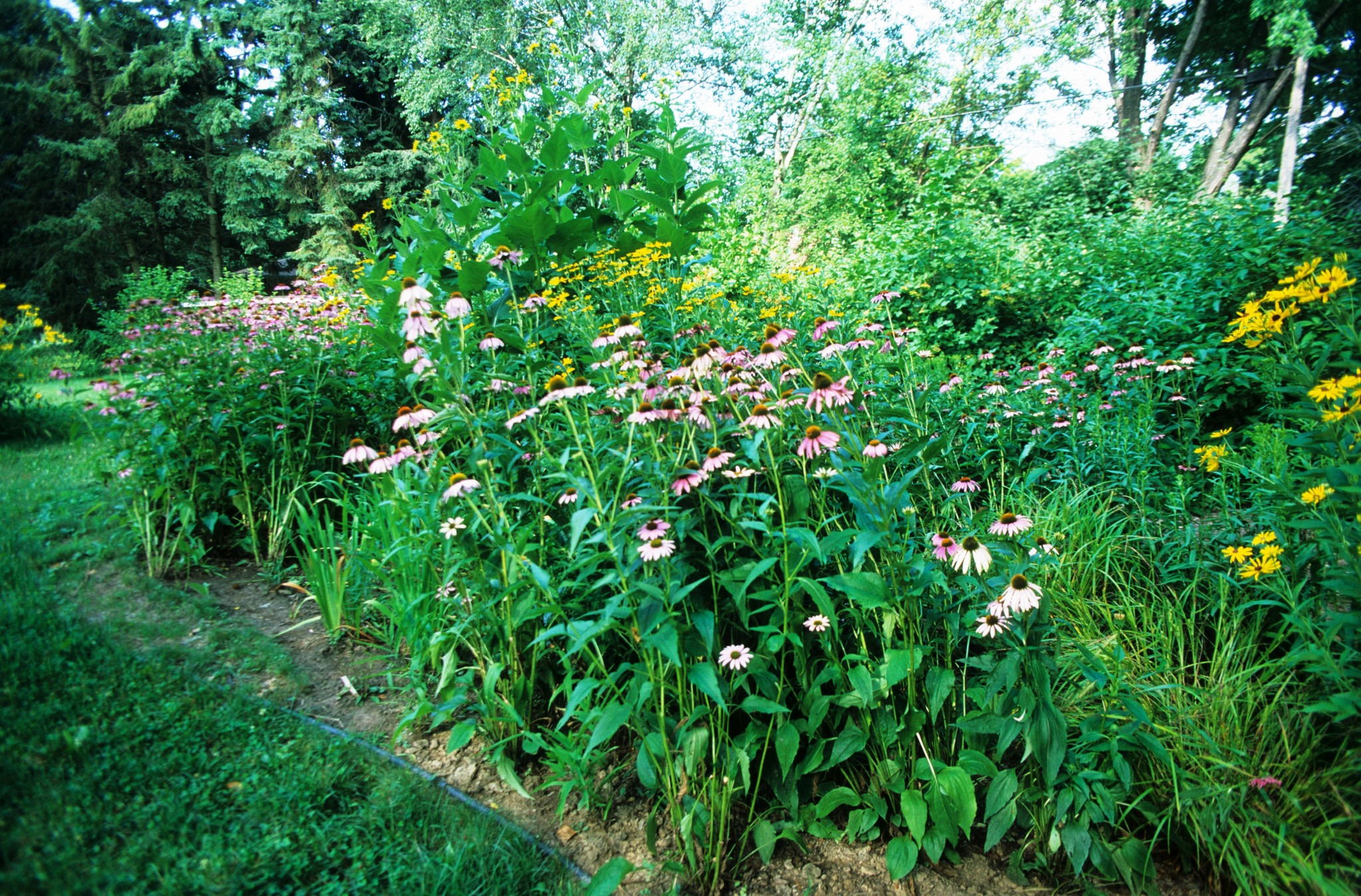 Plant native plants to help nature Wisconsin DNR