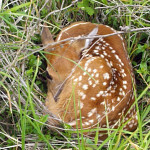 whitetailed-deer-fawn_sq.jpg