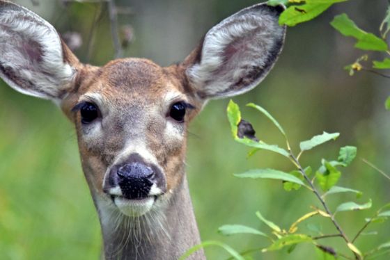 A female deer looks at the camera, only its head is visible.