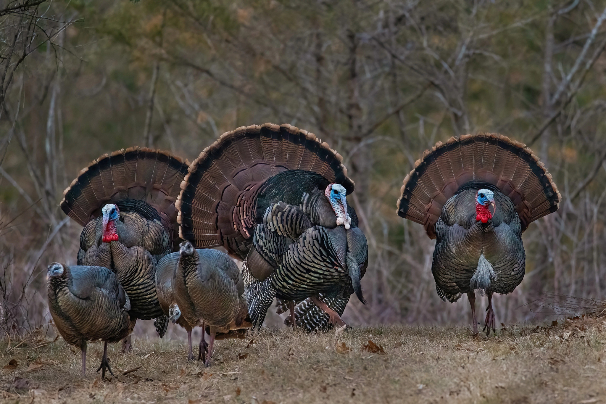 group of turkeys in a forested area