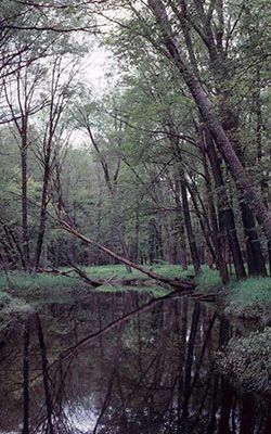 568_VanLoonFloodplain.jpeg