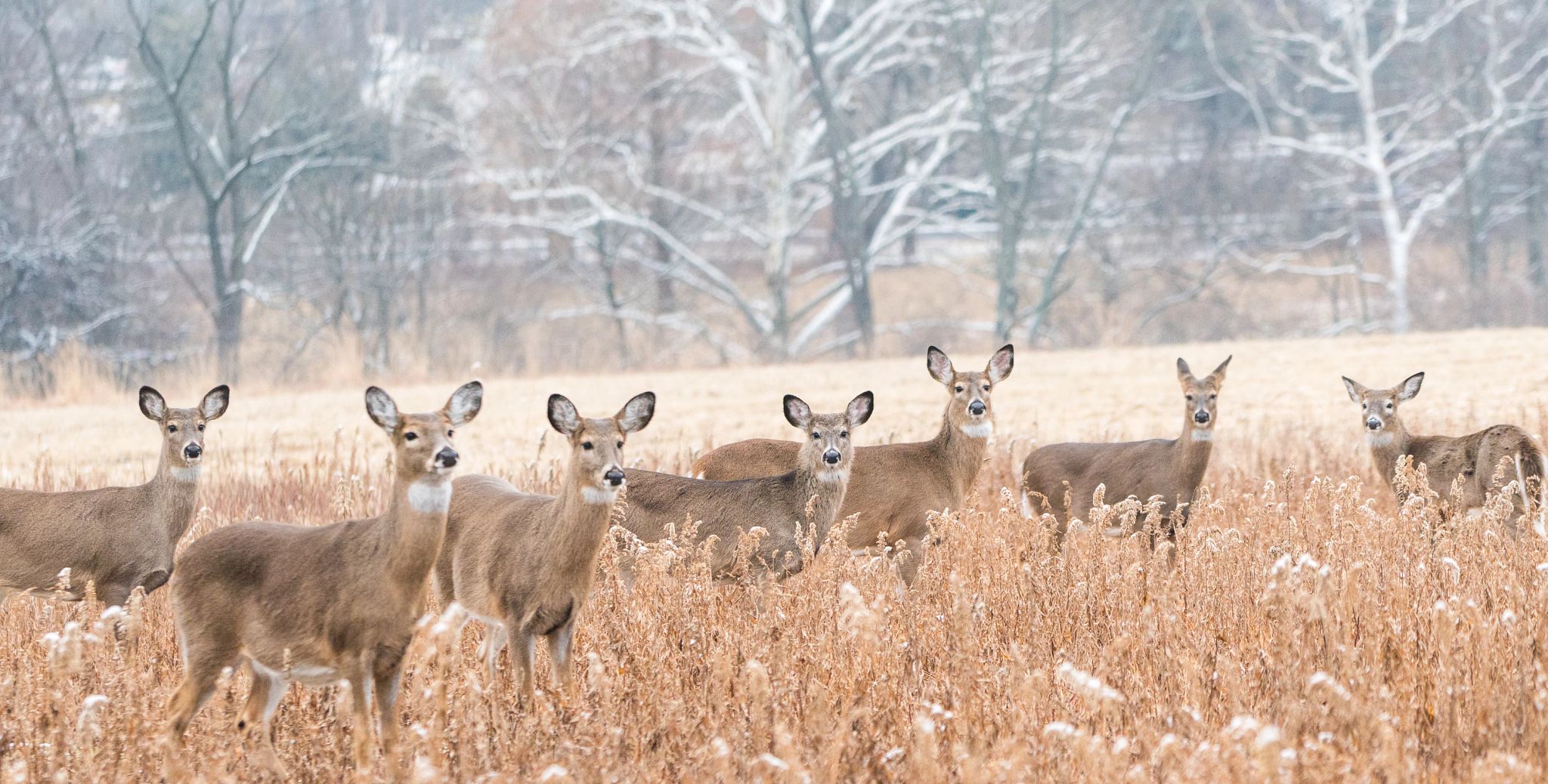Herd-of-white-tailed-deer-(Odocoileus-virginianus)-looking-at-camera.-1090243582_3140x1592.jpeg