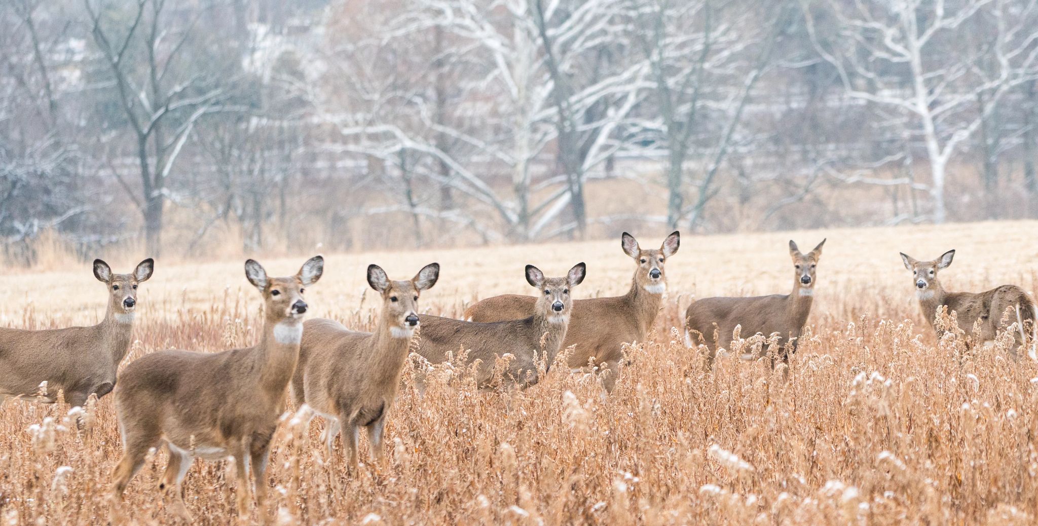 A herd of antlerless deer stand in a field of tall grass with trees that are lightly snow-covered in the background.