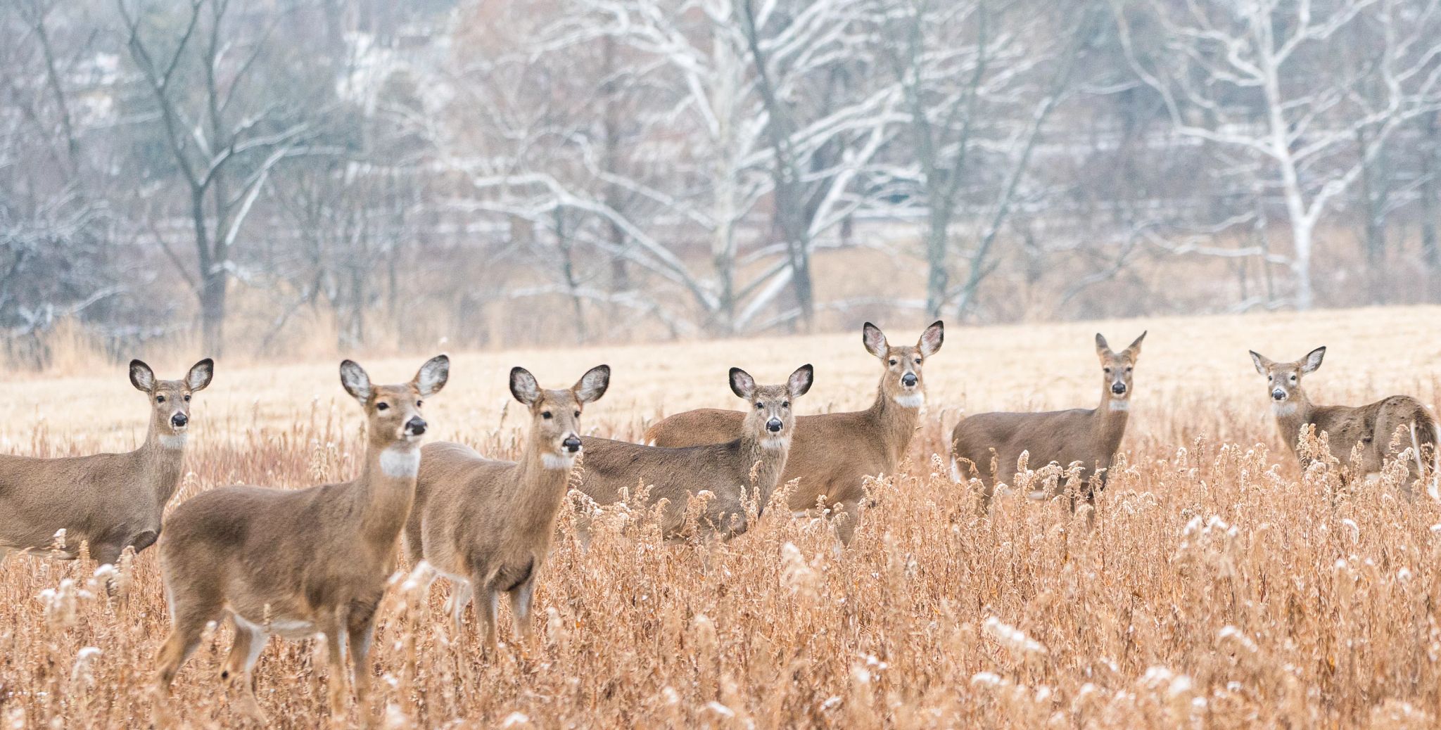 Herd-of-white-tailed-deer-(Odocoileus-virginianus)-looking-at-camera.-1090243582_3140x1592.jpeg