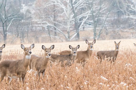 Herd of deer standing in a field