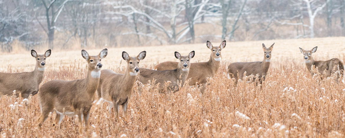 Herd-of-white-tailed-deer--Odocoileus-virginianus--looking-at-camera.-1090243582_3140x1592.jpeg
