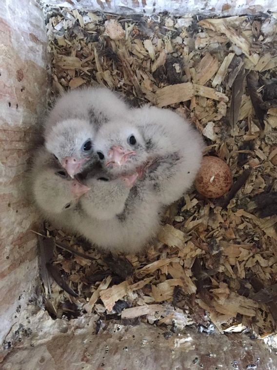 American kestrel chicks