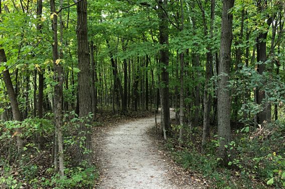 A wooded trail through High Cliff State Park. 