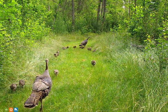 Two adult and several young wild turkeys walking along a grassy stretch surrounded by woods.