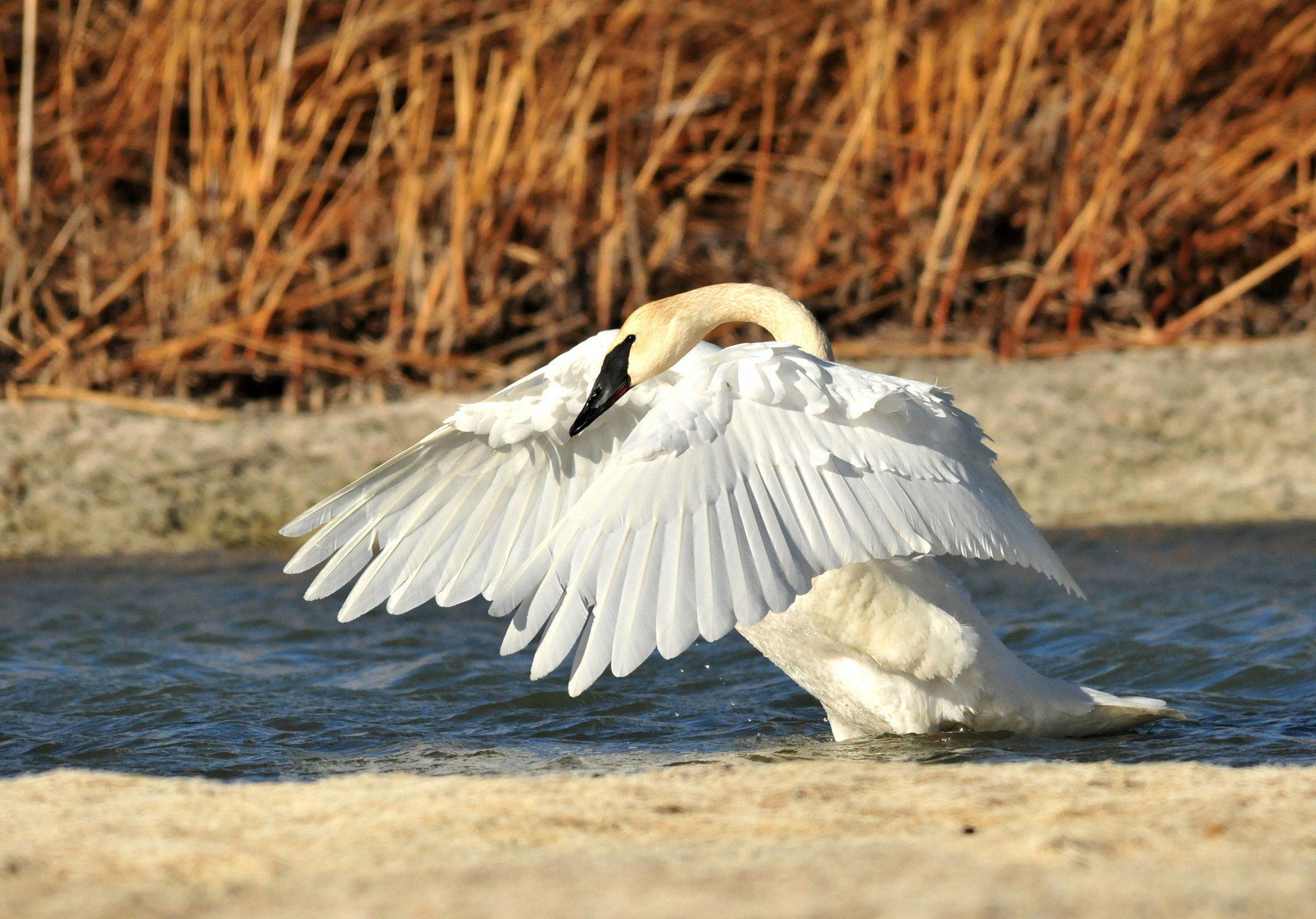 An adult Trumpeter swan extends his wings